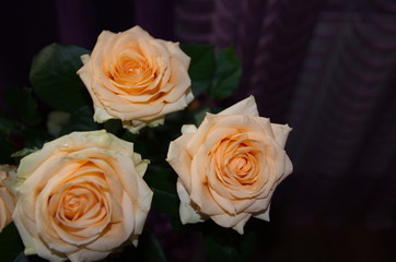 Naklejka premium Against the background of purple textile, on a round glass table is a bouquet of beautiful fresh fragrant orange roses with green leaves.