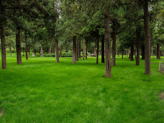 Fototapeta na wymiar Colorful green lawn among the trees in the park Jingshan Park, Beijing 