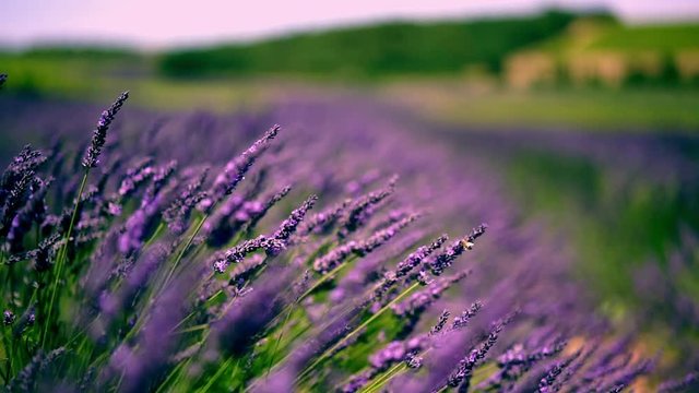 Slow motion video of blooming lavender swaying by summer wind in Valensole garden with purple flowers, close up view of violet lavandula with purple shade
