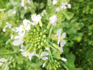White Flower in Early Spring