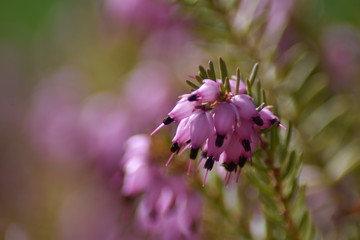 Schneeheide (Erica carnea)