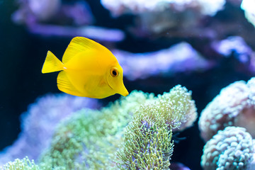 zebrasoma salt water aquarium fish