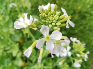 white flowers on green background