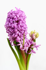 Obraz premium Close up of one delicate vivid pink Hyacinth or Hyacinthus flowers in full bloom in a garden pot isolated on white background in a studio photograph