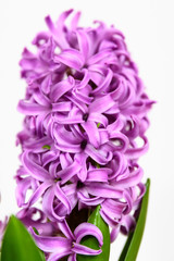 Close up of one delicate vivid pink Hyacinth or Hyacinthus flowers in full bloom in a garden pot isolated on white background in a studio photograph