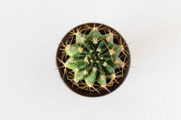 A mini catus in a small flowerpot.
