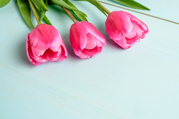 Top view of three small vivid pink tulip flowers and green leaves on a light blue painted wooden table, beautiful indoor floral background photographed with small focus