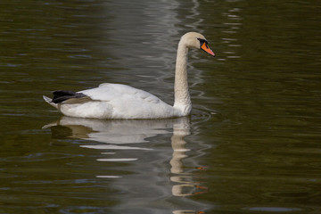 Beautiful white swan swimming in the pond. Birds