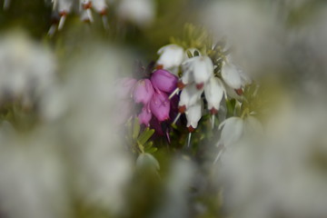 Schneeheide (Erica carnea)