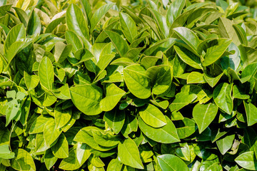 Several leaves in a public garden.