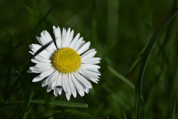 Obraz premium Gänseblümchen (Bellis perennis)