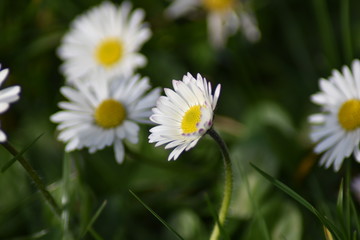Obraz premium Gänseblümchen (Bellis perennis)