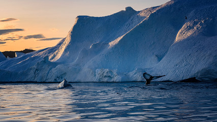 Greenland Ilulissat sea whale keporkak and birds © Jaro