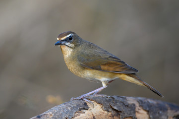 Female of Siberian rubythroat standing on a branch