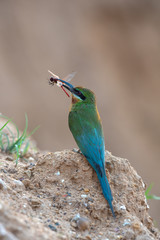 Blue-tailed bee-eater catching butterflies to feed the baby in the nest