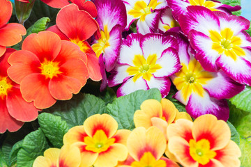 primroses are the first flowers that bloom in early spring. gift. Mother's day.