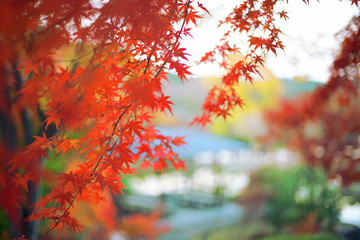 紅葉