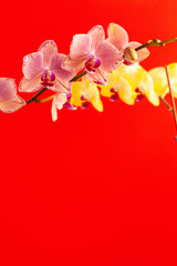 Fototapeta na wymiar Tiny orchid flowers on red background close up