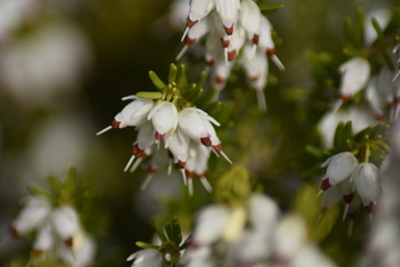 Schneeheide (Erica carnea)