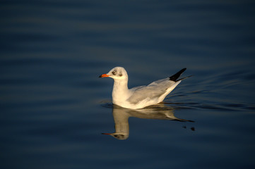 Seagulls swimming on the water