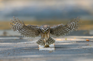 The owl flew its prey on the ground.,