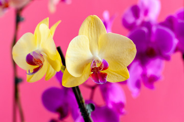 Orchid flower branch on bright pink background close up