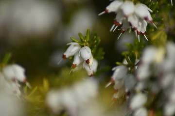 Schneeheide (Erica carnea)