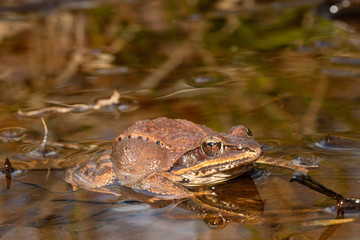 Gravid wood frog in a vernal pool - Lithobates sylvaticus