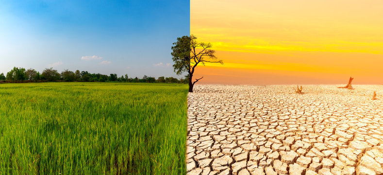 Green Land With Dry And Cracked Ground And Green Rice Field.Extreme Weather Due To Climate Change,Desert,Global Warming Background.