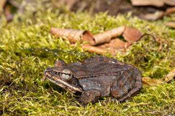 Wood frog on a bed of green moss - Lithobates sylvaticus