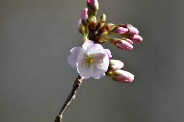 Blüte und Knospen einer Vogelkirsche