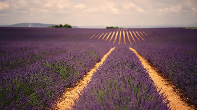 Slow motion video of blooming lavandula rows in provence Valensole, view of violet landscape with beautiful purple lavender on flowers field in french garden