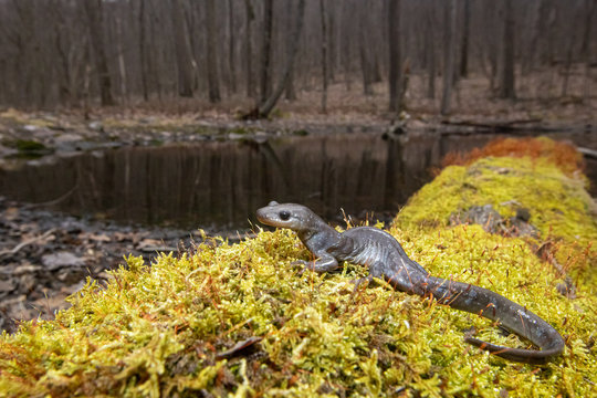 Jefferson salamander near a vernal pool - Ambystoma jeffersonianum