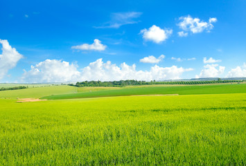 Obraz premium Green field and blue sky. Agricultural landscape.