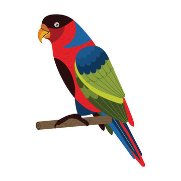 Western Black Capped Lory Parrot in Flat