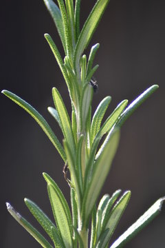 Rosmarinus Bilder Durchsuchen 8,867 Archivfotos, und