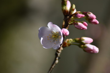 Bl&uuml;ten und Knospen einer Vogelkirsche