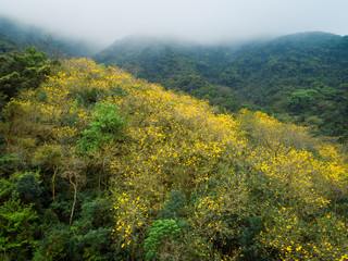 Aerial view of tropical forest in spring