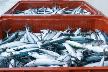 venta en la lonja del puerto de caballa recien pescada en sus cajas, Scomber scombrus
