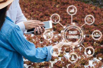 agronomist asian farmer checking fresh red oak lettuce salad, organic hydroponic vegetable with...