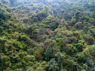 Aerial view of tropical forest in spring