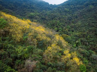 Aerial view of tropical forest in spring