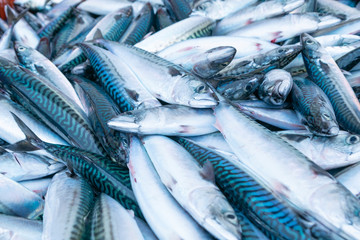 Fototapeta premium sale at the port fish market of freshly caught mackerel in their boxes, Scomber scombrus