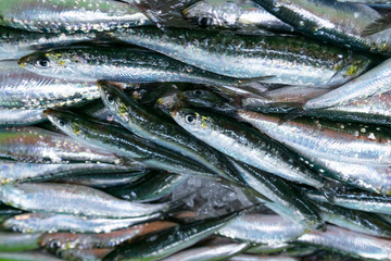 sale at the fish market of the port of freshly caught anchovies in their boxes