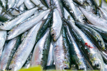 sale at the fish market of the port of freshly caught anchovies in their boxes