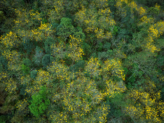Aerial view of tropical forest in spring