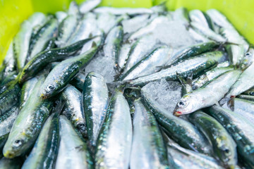 Fototapeta premium sale at the fish market of the port of freshly caught anchovies in their boxes