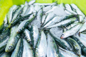 sale at the fish market of the port of freshly caught anchovies in their boxes