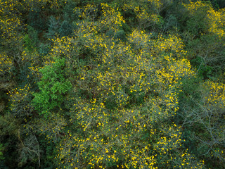 Aerial view of tropical forest in spring