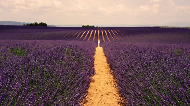 Back view of female tourist running on lavandula field in french countryside during summer holidays, woman spending time in lavender flower garden in Valensole